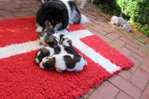 Alle Welpen draussen mit Riva