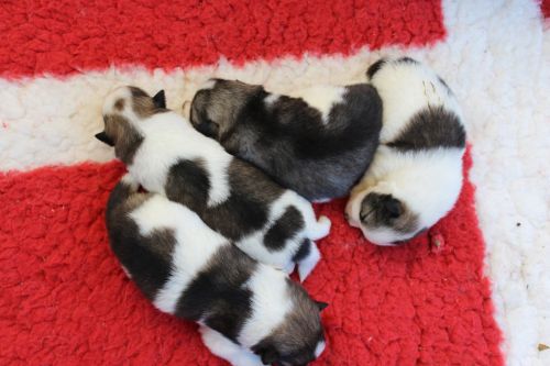 Alle mit 2 Wochen draussen