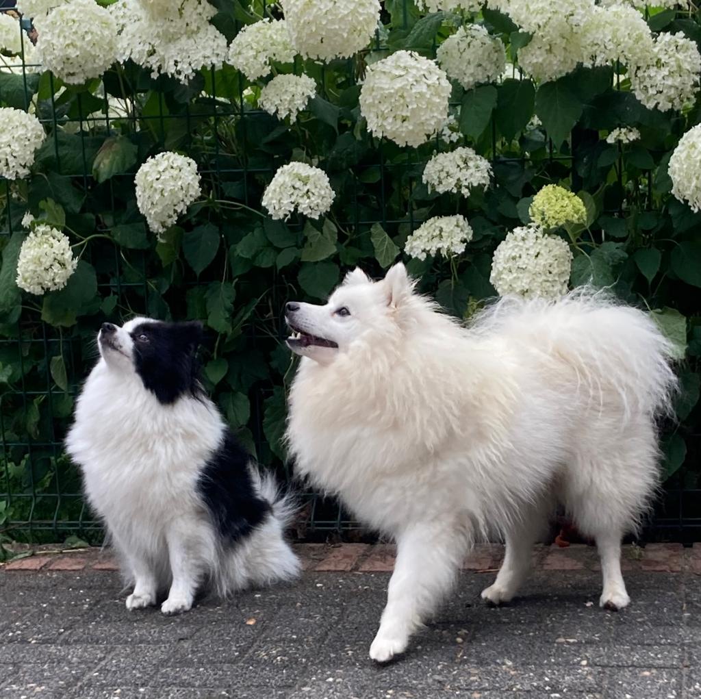 Ivy und Condor's Magic