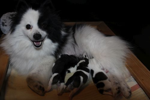 Ivy und alle Welpen kurz nach der Geburt