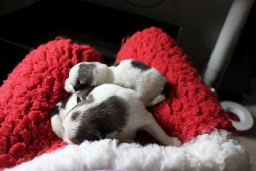 Unikate und Urmeli 2 Wochen alt