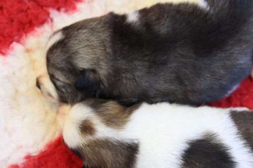 Uri und Unikate 2 Wochen alt