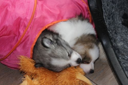 Uri und Urmeli im Tunnel