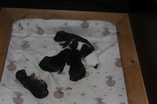 Alle 5 Welpen nach der Geburt