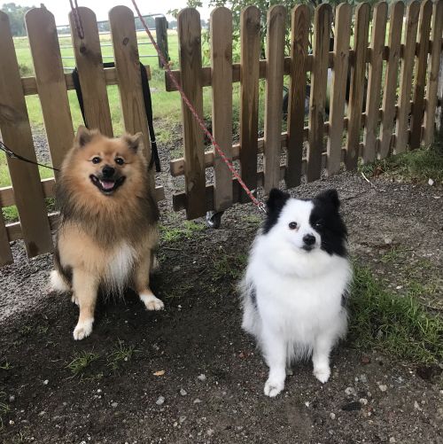 Ando von der Wunderwurg (links) und Fellboms Iriz IVY